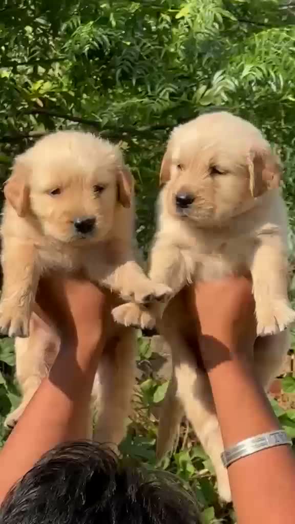 Golden Retriever, farm video