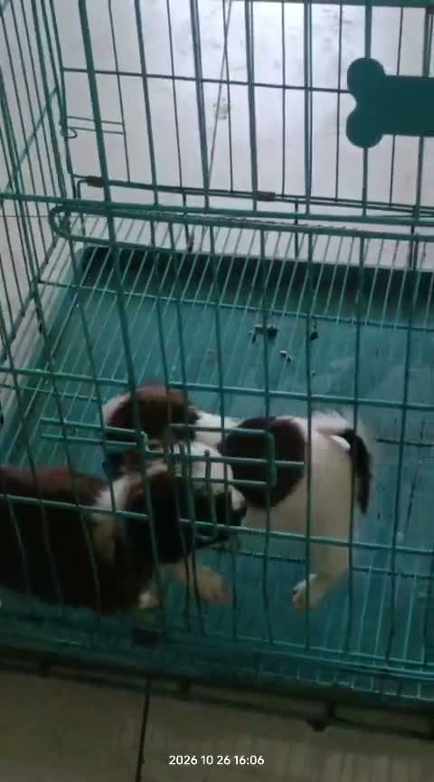 Shih Tzu | Black Color, farm video