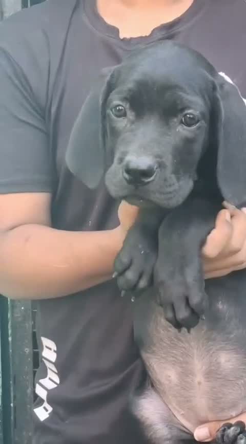 Cane Corso Puppy | Blue, farm video