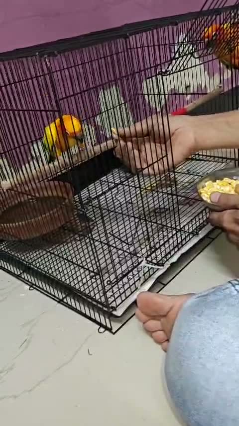 Sun Conure, farm video