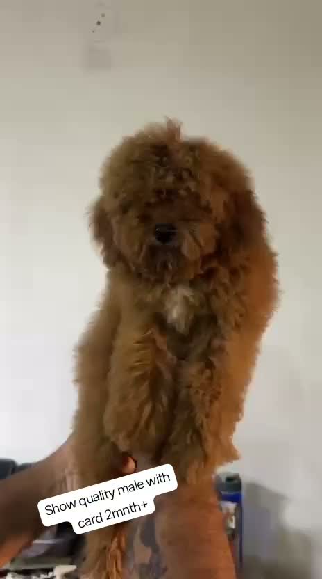 Standard Poodle Puppy | White, farm video