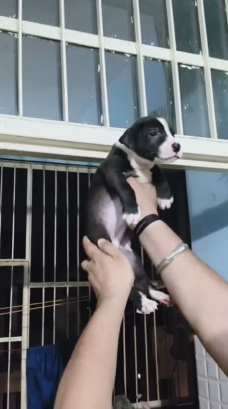 Pitbull Terrier Puppy, farm video