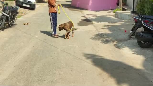Cane Corso Puppy | Brindle, farm video