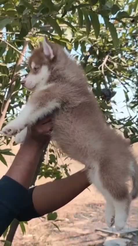 Siberian Husky Puppy | Black & White Color, farm video