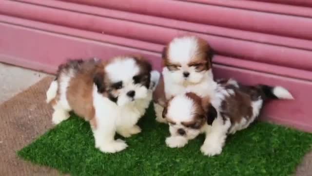 Shih Tzu | Black Color, farm video