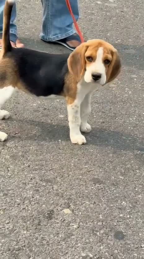 Beagle Black & Tan Puppy, farm video