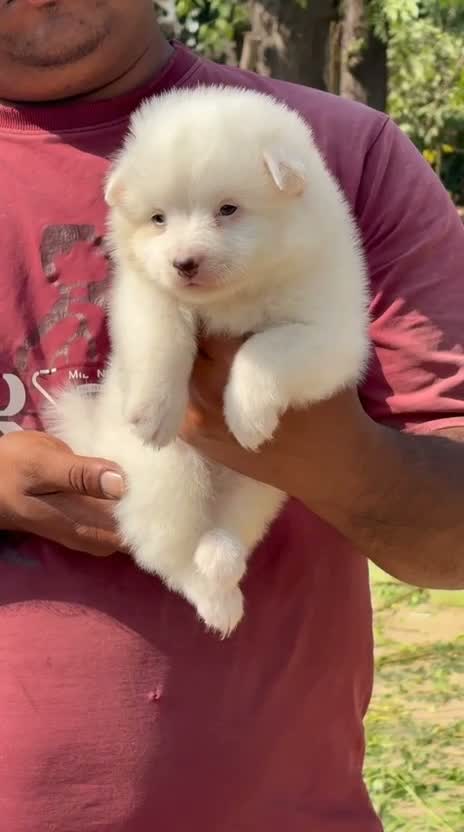Culture Pom Puppy, farm video
