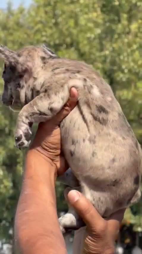 French Mastiff Puppy, farm video
