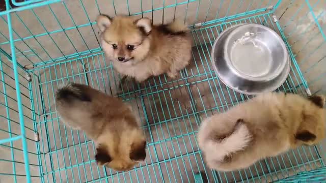 Culture Pom Puppy, farm video