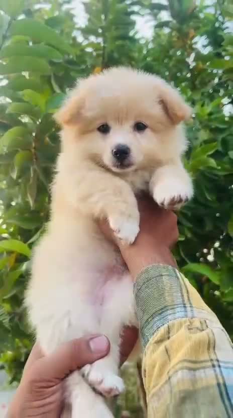 Culture Pom Puppy, farm video