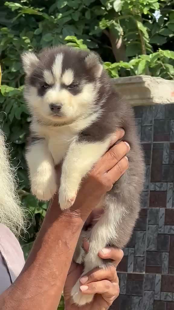 Siberian Husky Puppy | Black & White Color, farm video