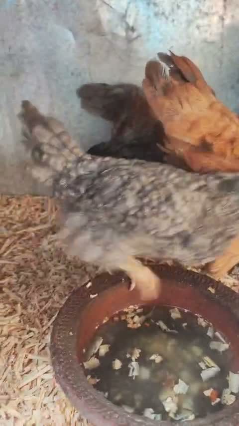 Dachshund Puppy | Brown & Tan, farm video
