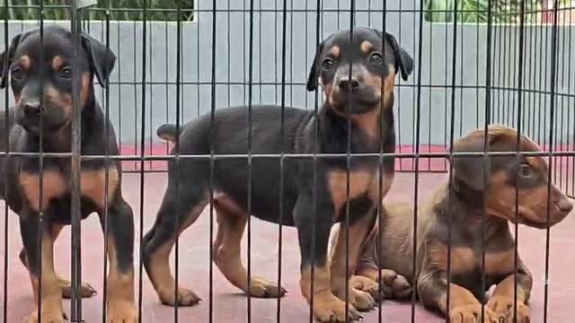 European Doberman Puppy | Black & Tan, farm video
