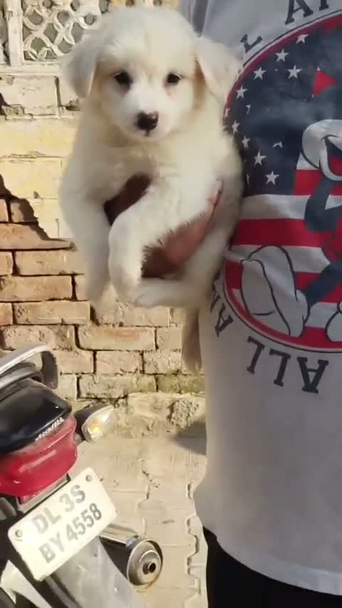 Culture Pom Puppy, farm video