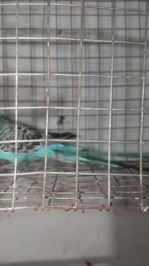 Holland Budgies, farm video