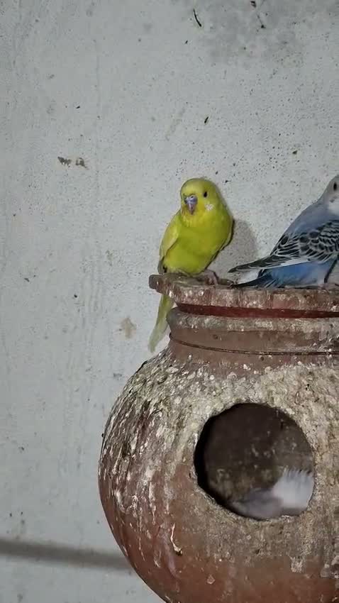 Budgies | Fallow, farm video