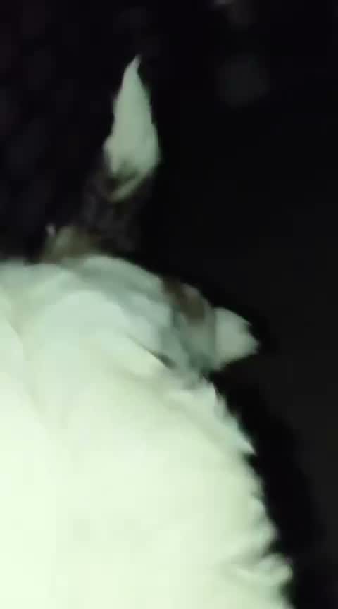 Shih Tzu | Black Color, farm video