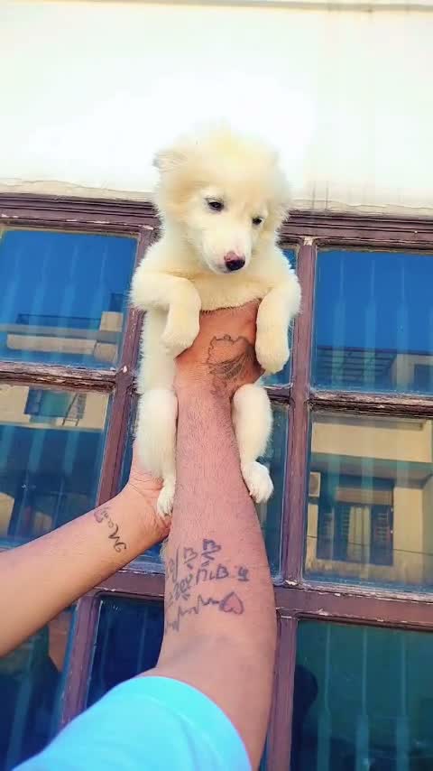 Culture Pom Puppy, farm video