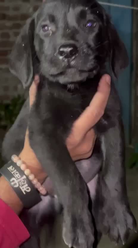Beagle Black & Tan Puppy, farm video