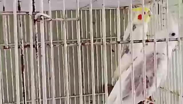 Cockatiel, farm video