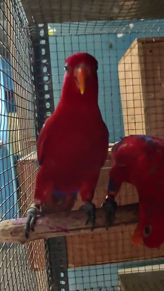 Chattering Lorikeet, farm video