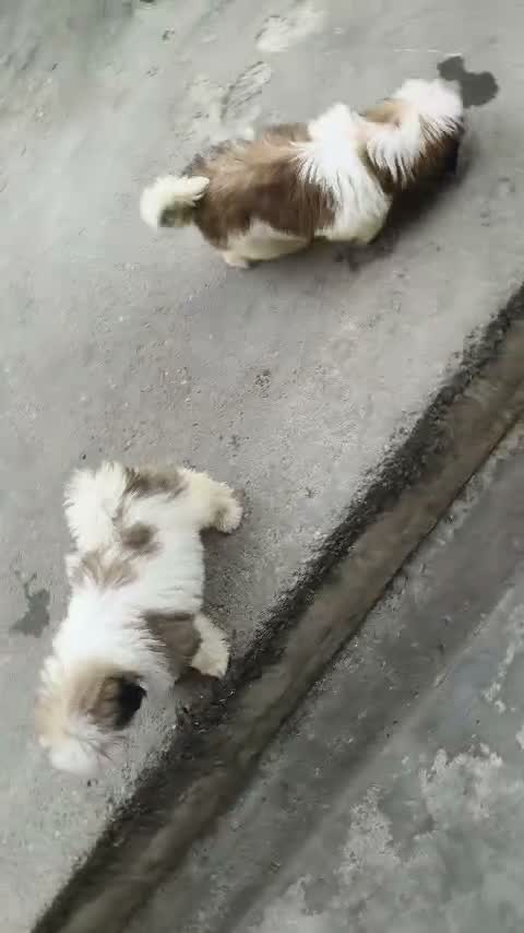 Shih Tzu | Black Color, farm video