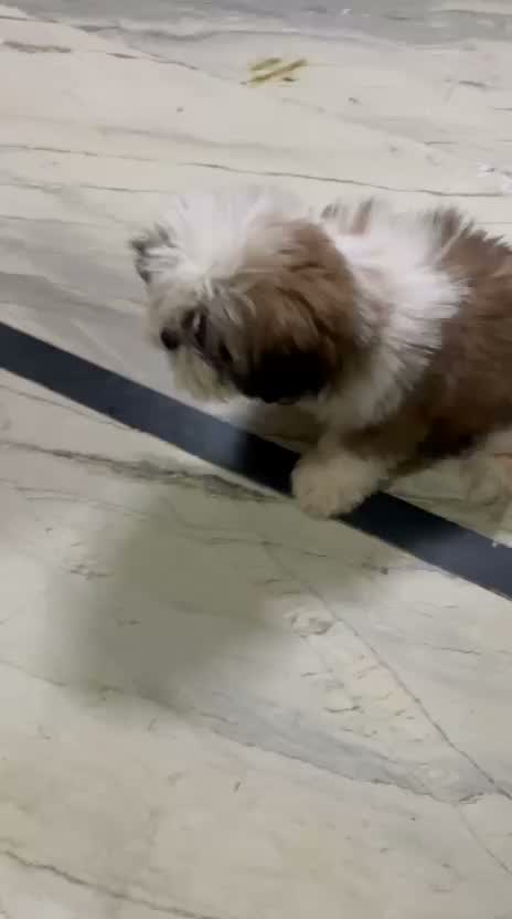 Shih Tzu | Black Color, farm video
