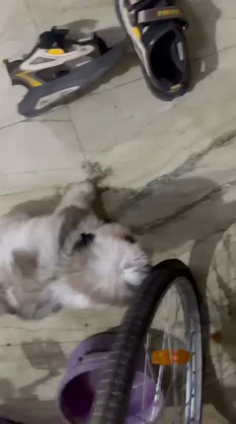 Shih Tzu | Black Color, farm video