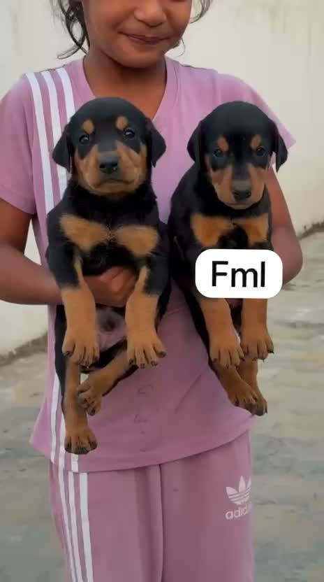Doberman Pinscher Puppy | Brown & Tan, farm video