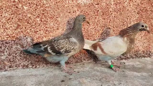 Homer Pigeon, farm video