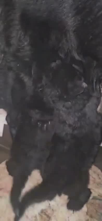 German Shepherd Puppy, farm video