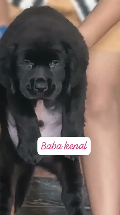 Beagle Black & Tan Puppy, farm video