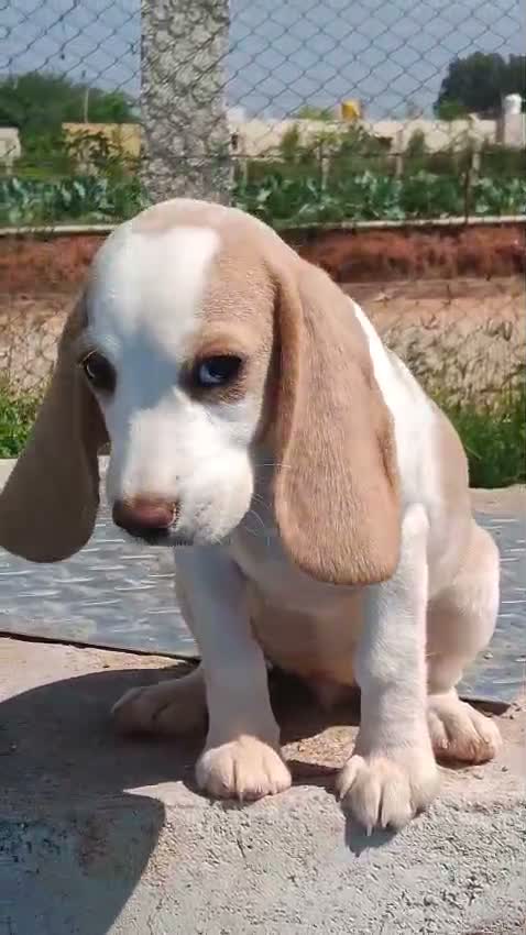 Dachshund Puppy | Brown & Tan, farm video