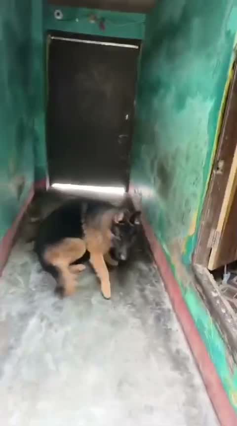 German Shepherd Puppy, farm video