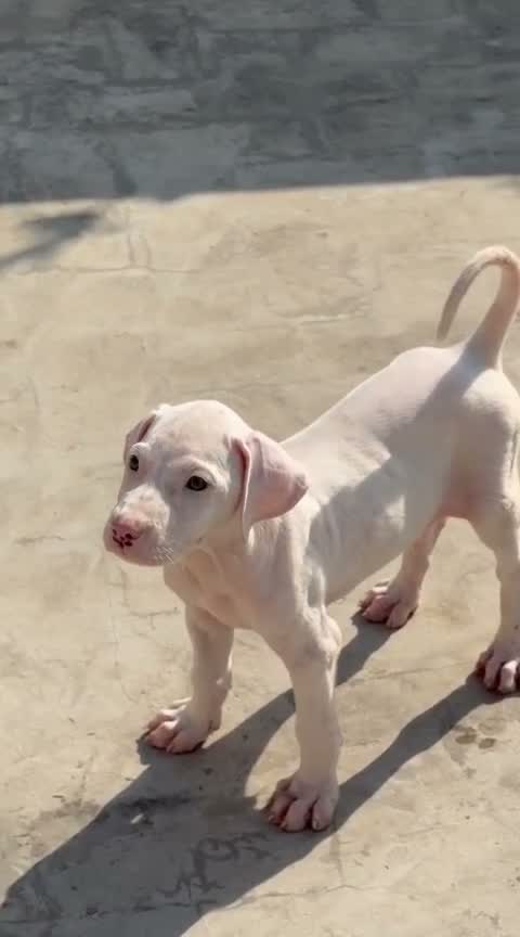 American Bully XL Size Puppy, farm video