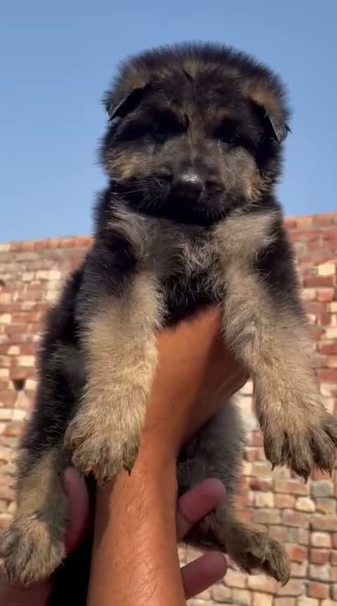 German Shepherd Puppy, farm video
