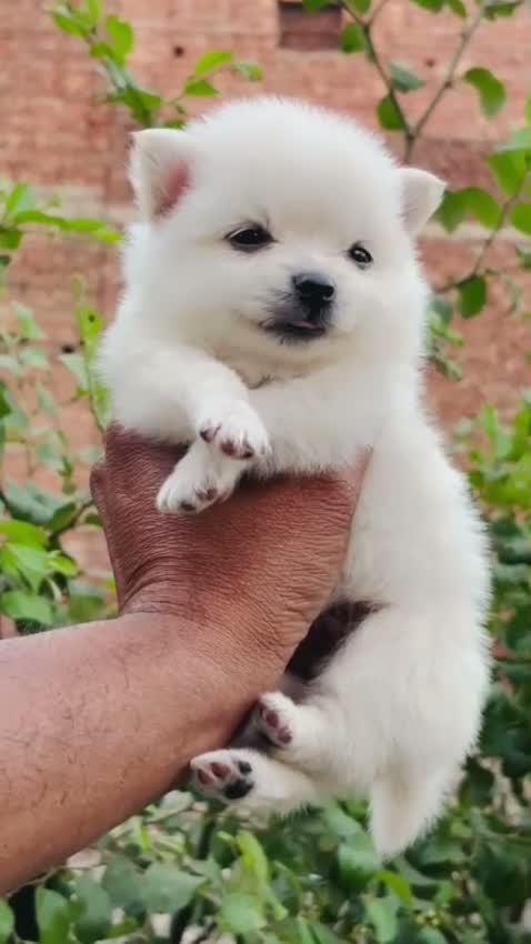 Culture Pom Puppy, farm video