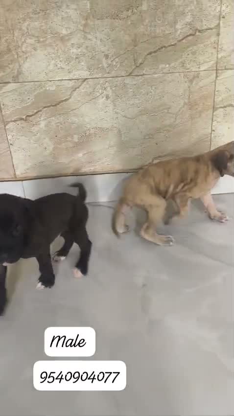 Great Dane Puppy, farm video