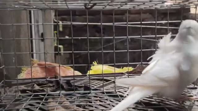 Dachshund Puppy | Brown, farm video