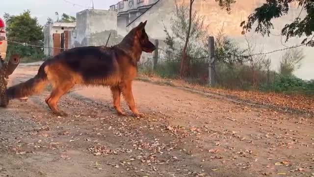 German Shepherd Puppy, farm video