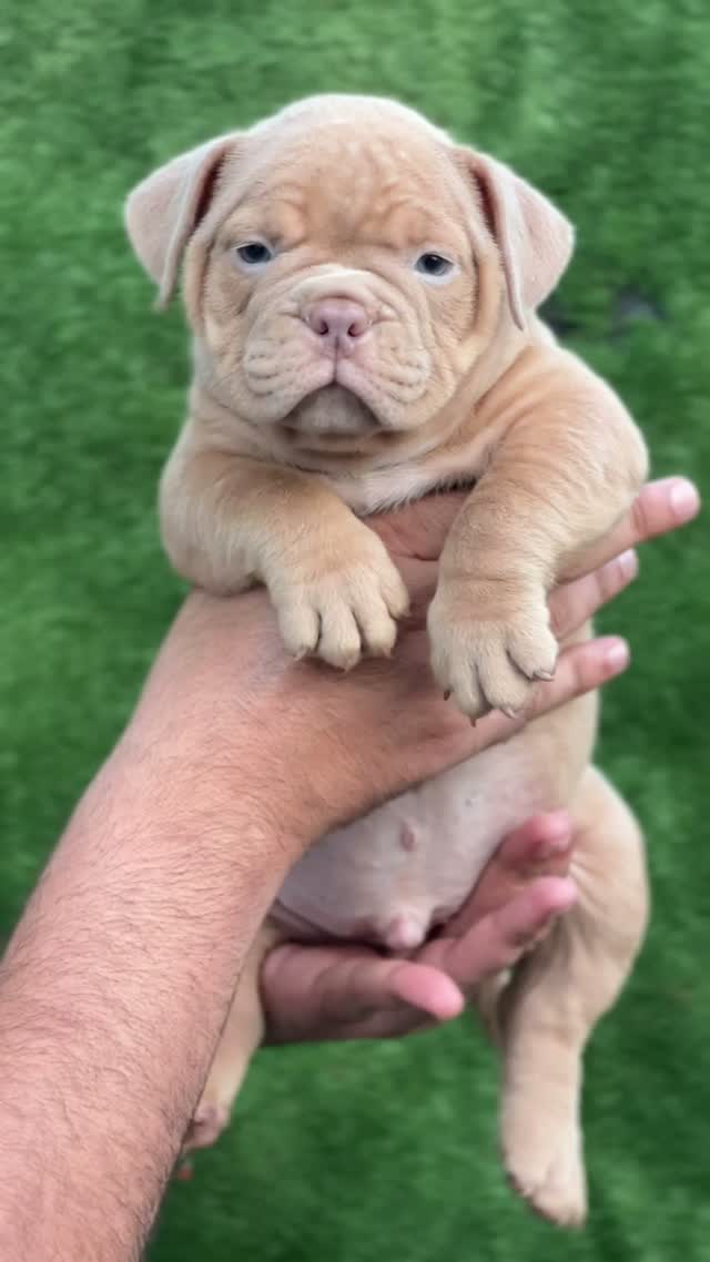 American Bully Pocket Size Puppy, farm video