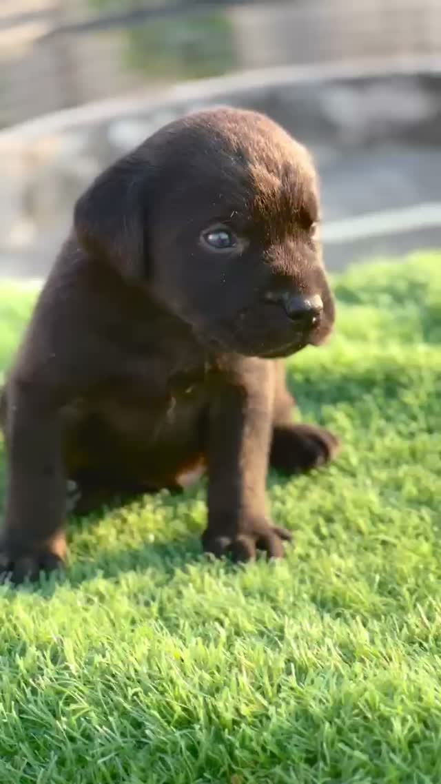 Beagle Black & Tan Puppy, farm video
