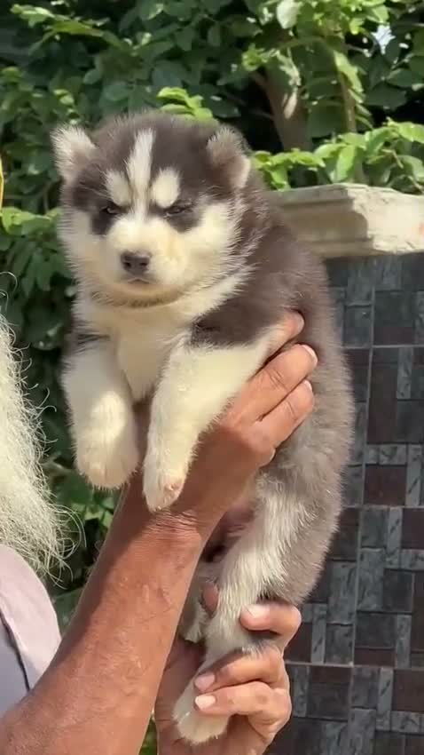 Siberian Husky Puppy | Black & White Color, farm video