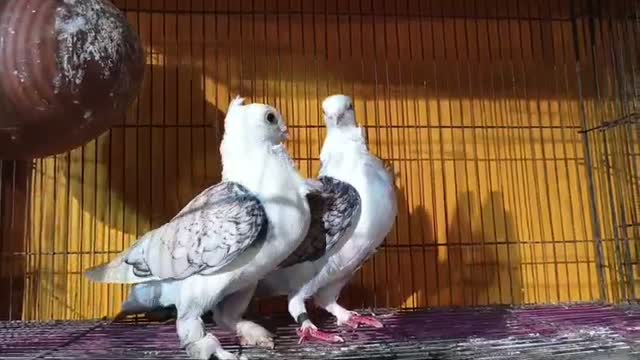 Homer Pigeon, farm video