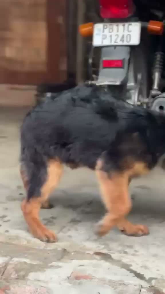 German Shepherd Puppy, farm video