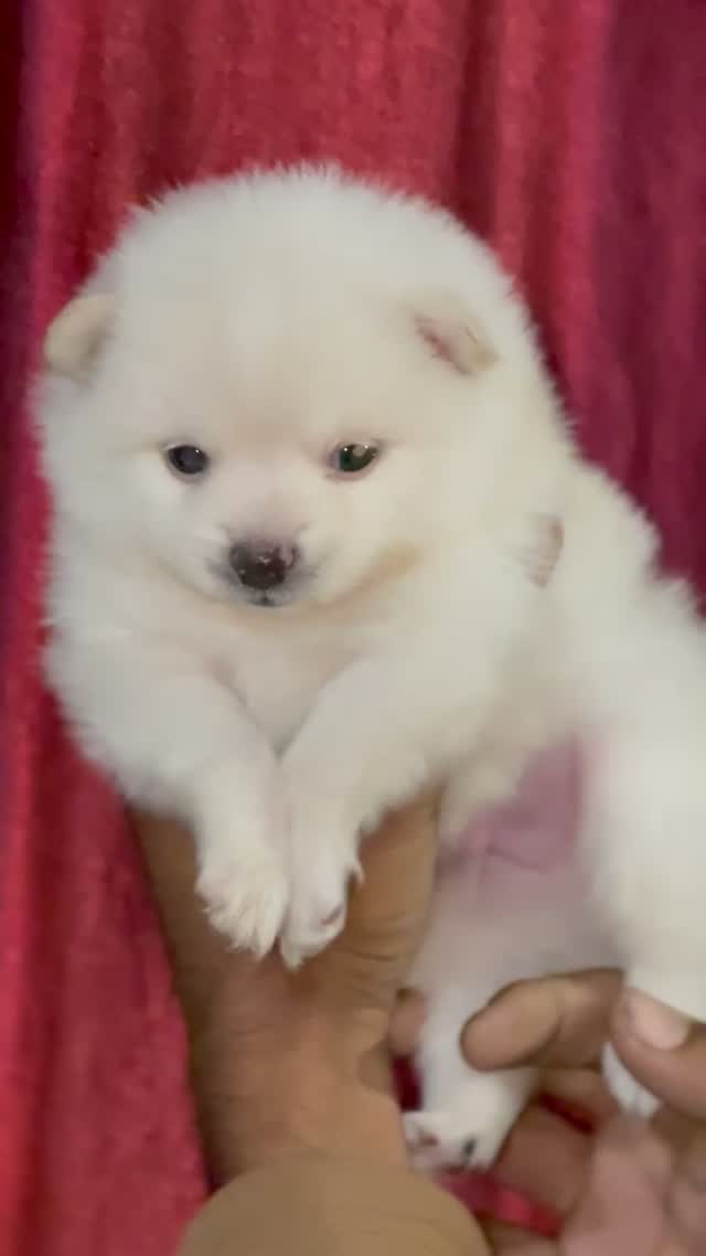 Pomeranian Puppy, farm video