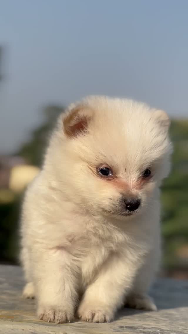 Pomeranian Puppy, farm video