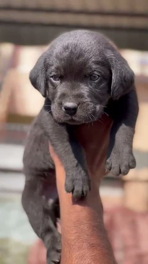 Beagle Black & Tan Puppy, farm video