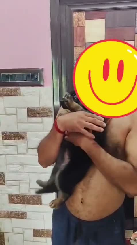 German Shepherd Puppy, farm video