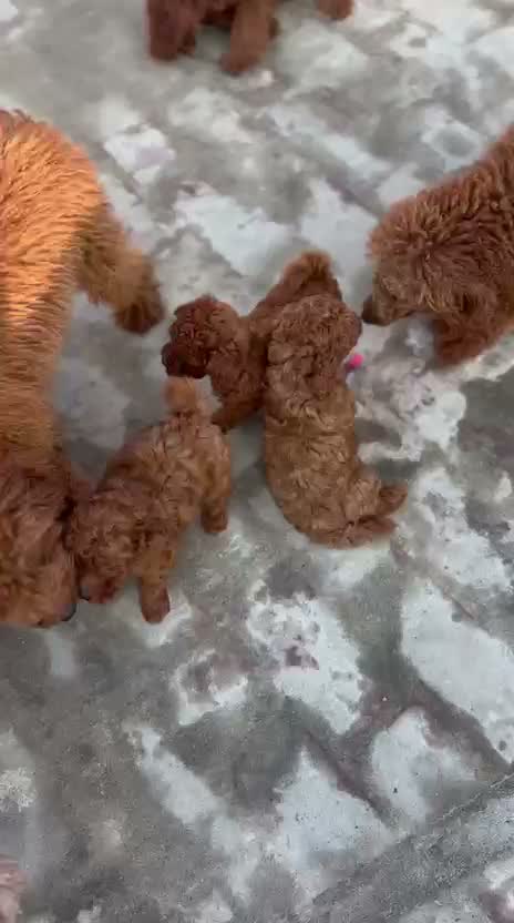 Standard Poodle Puppy, farm video